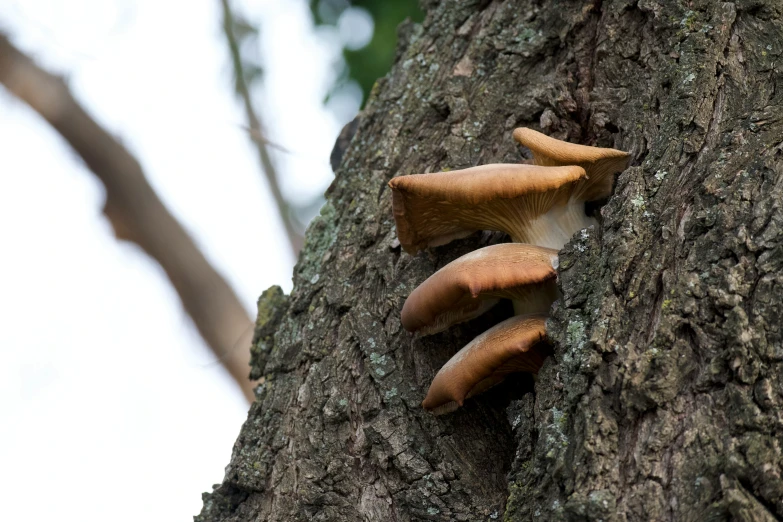 mushrooms growing out of the bark of a tree