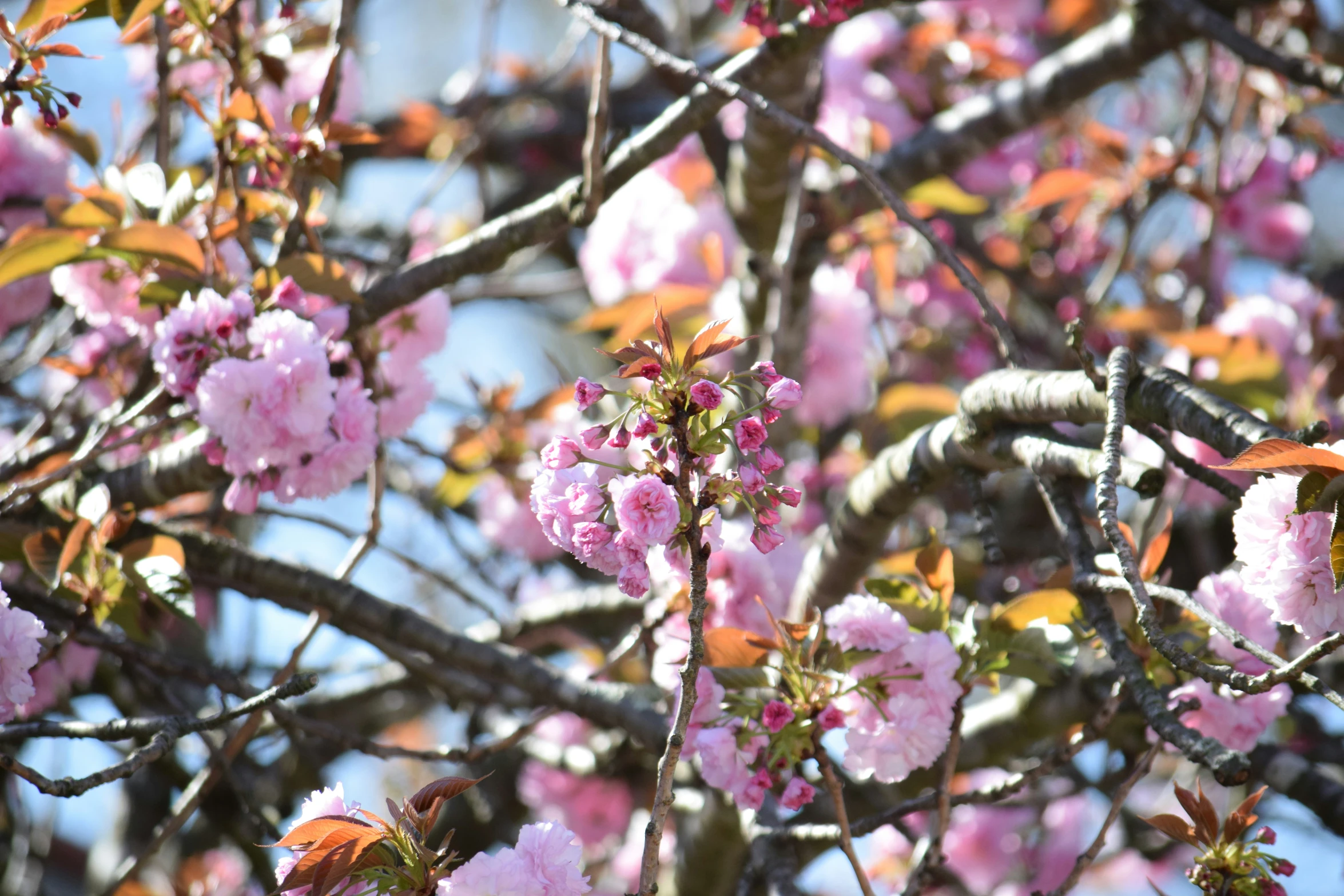 a beautiful pink blossom filled tree is in bloom