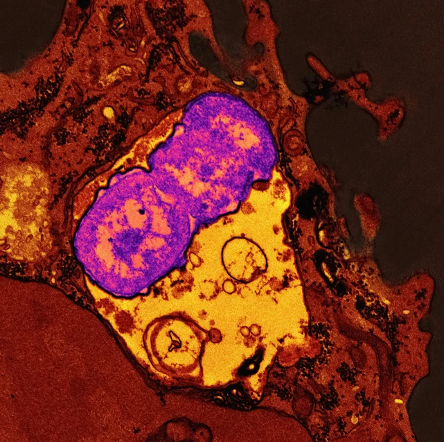 this is an image of a cell in color