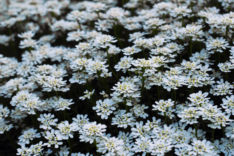 several flowers that are standing near one another