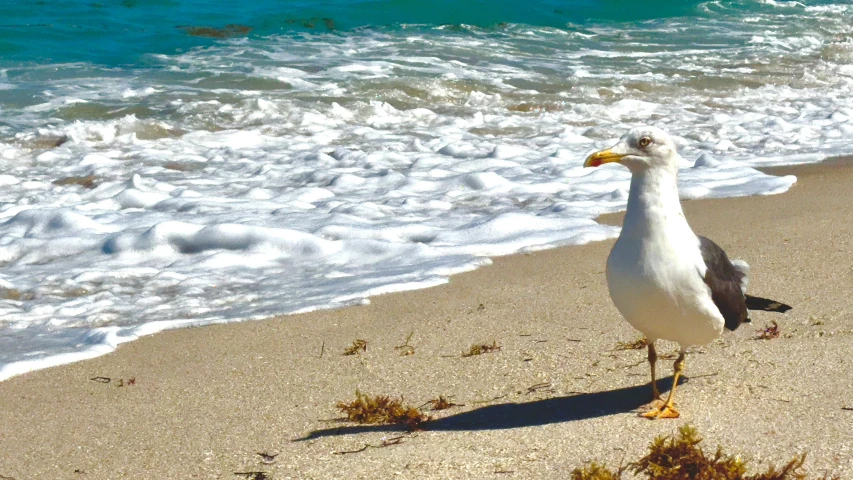 a seagull walks on the beach with its legs crossed