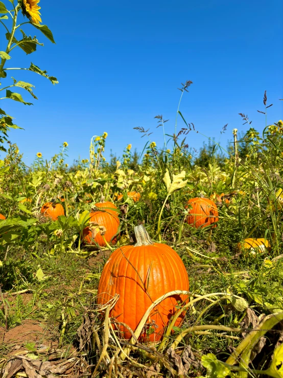 a field of pumpkins in the sun in a farm