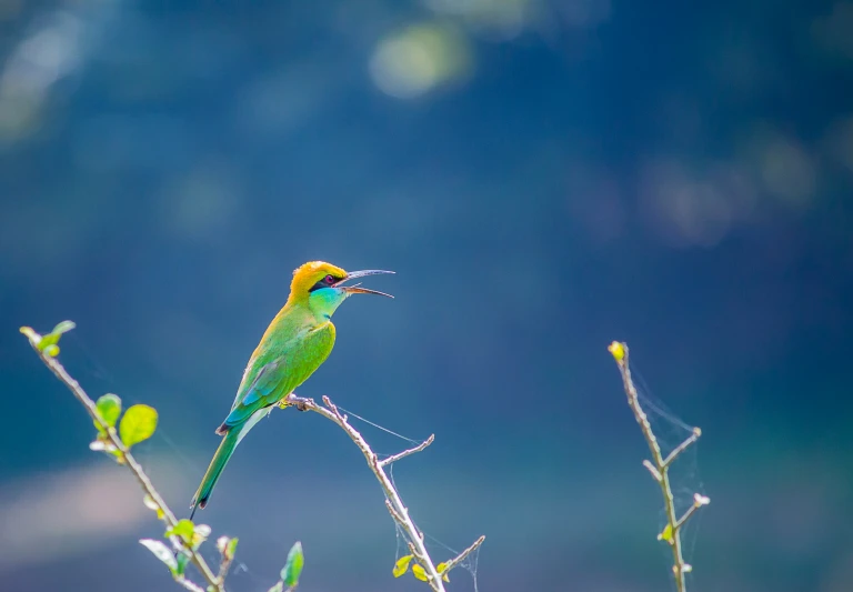 the small bird has a long beak sitting on the nch