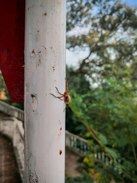 a spider crawling down the side of a white pillar