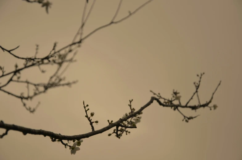 a tree with little flowers that are still blooming