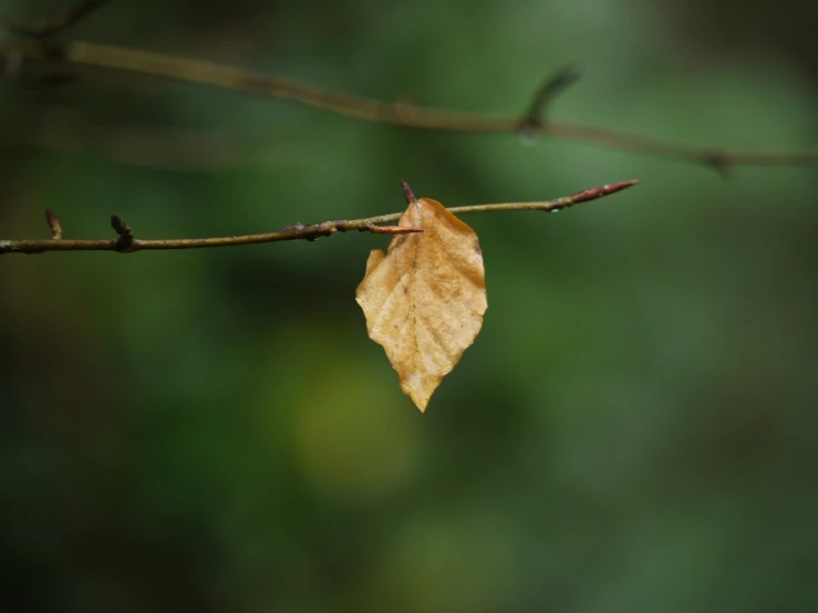 a leaf sits on a nch on a blurred background