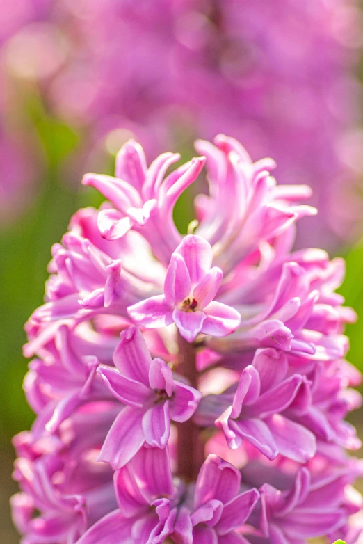 a bright pink flower with an insect on the middle of it