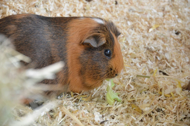 a close up of a small guinea pig on some dry grass