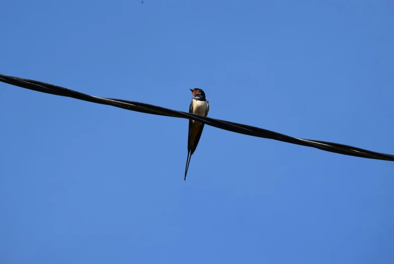 bird on a wire with clear blue sky in the background