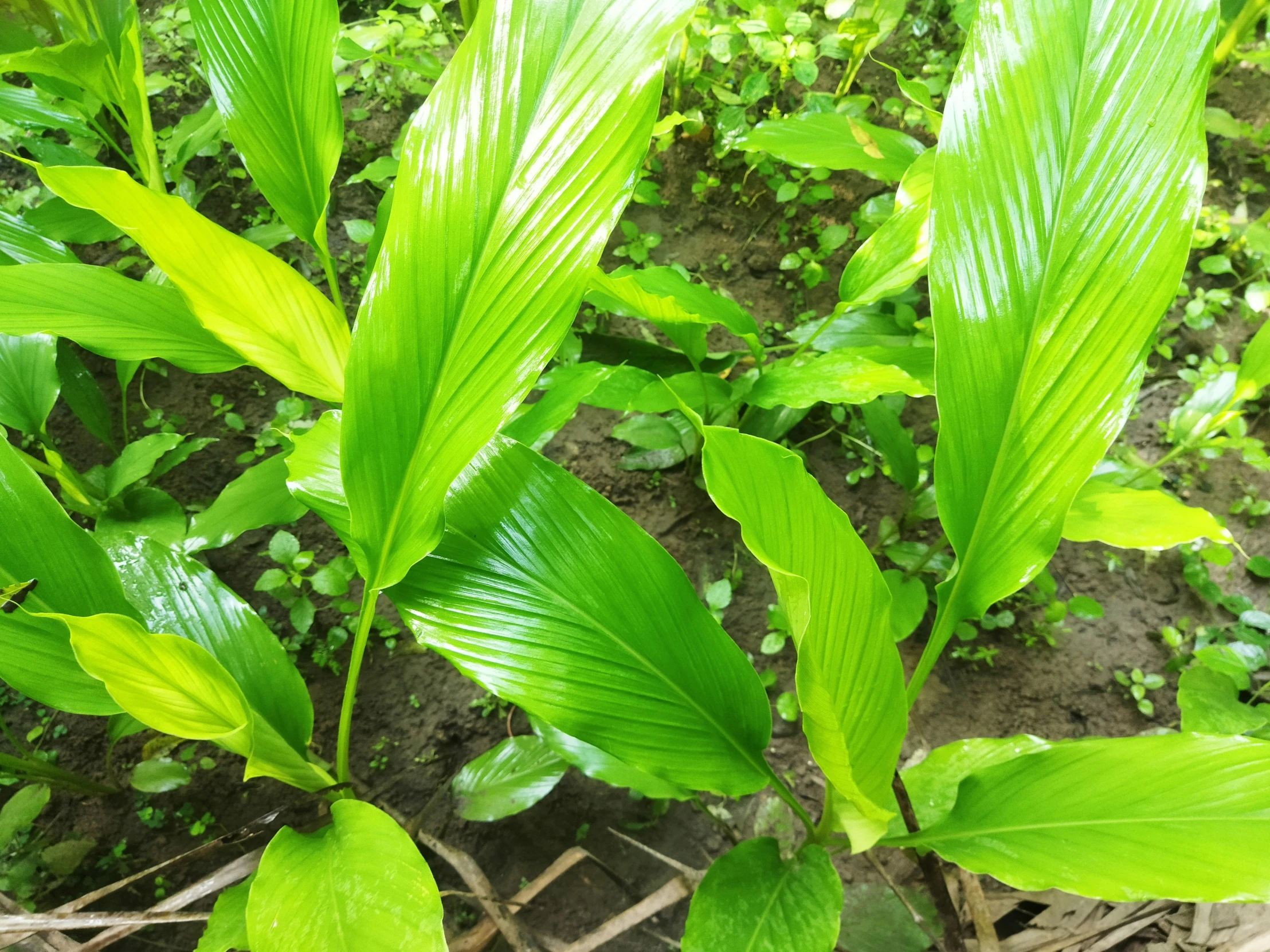 a bunch of green leaves that are on some grass