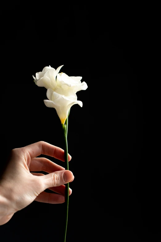 someone holding out a white rose in their hand