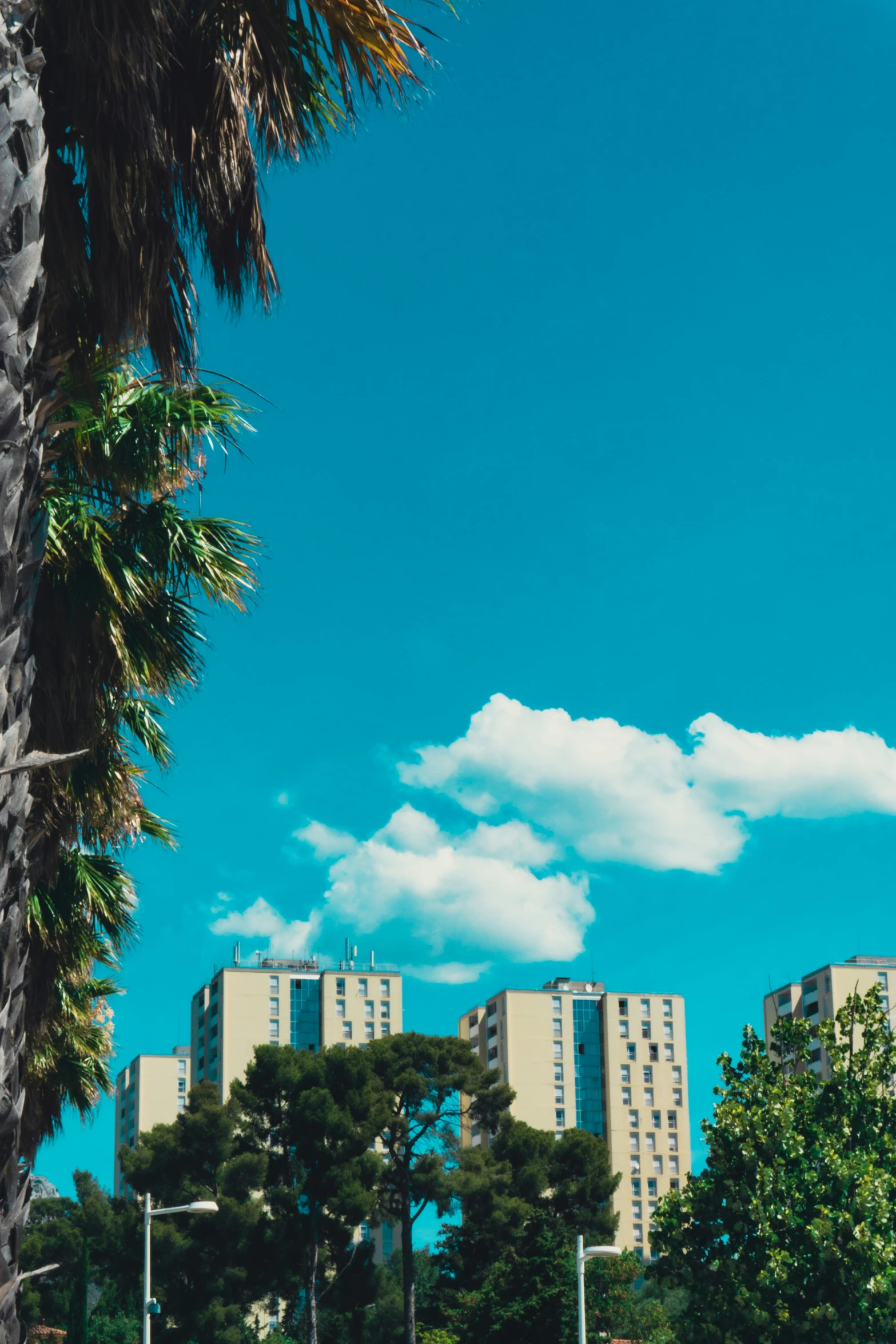 a palm tree sits on the side of a road with buildings in the background