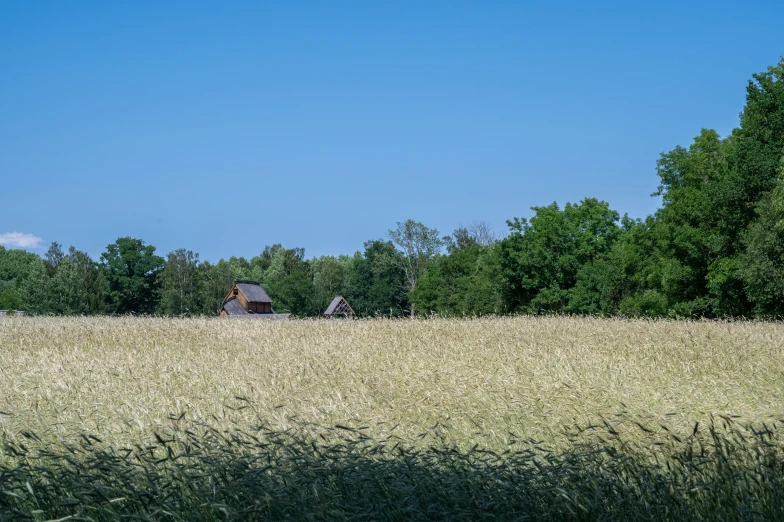 an open field that has some animals in it