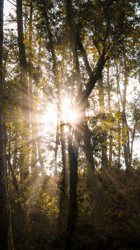 the sunlight shines brightly through the trees