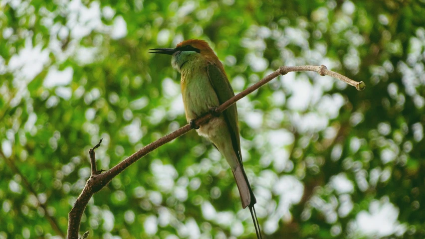 a bird sits on a nch near a group of trees