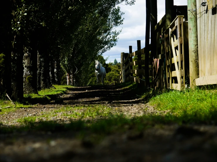 a view from behind a gate looking toward the road through some trees