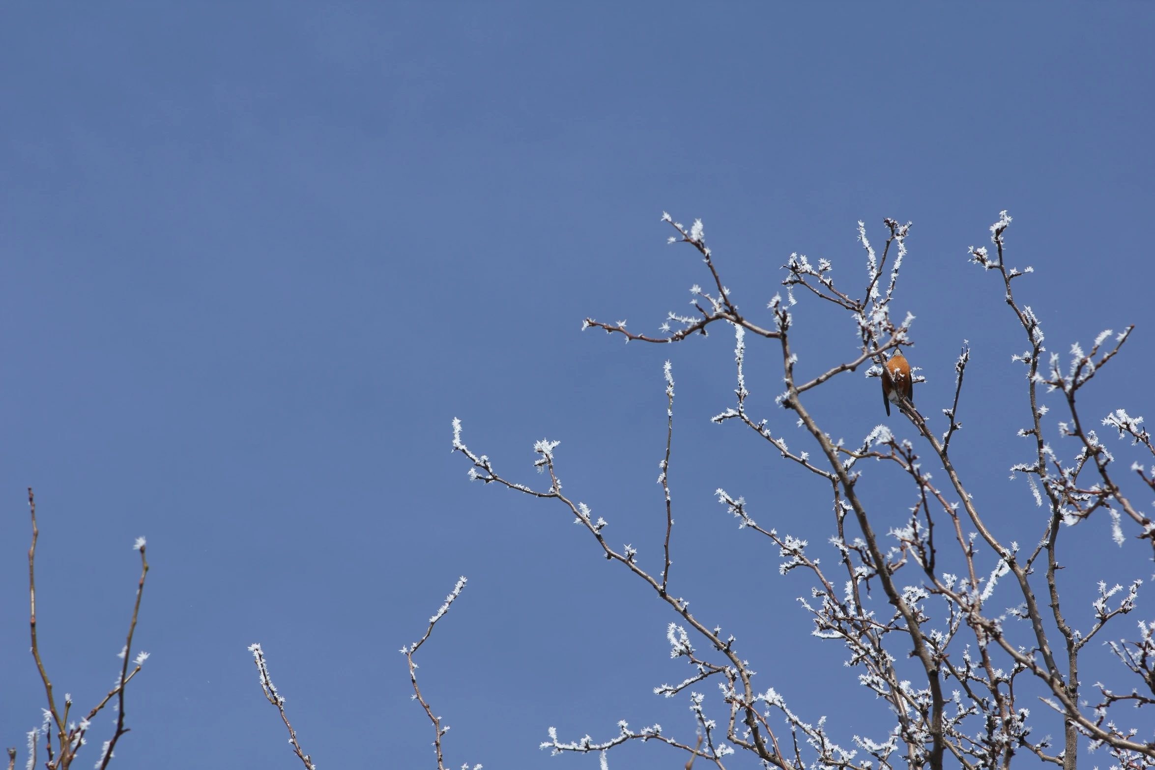 a bird sitting in a tree nch covered with ice