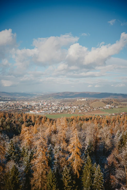 view of the city and surrounding trees from a hilltop