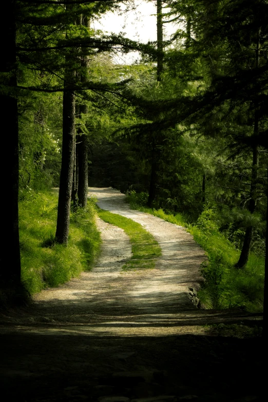 an image of a pathway in the forest