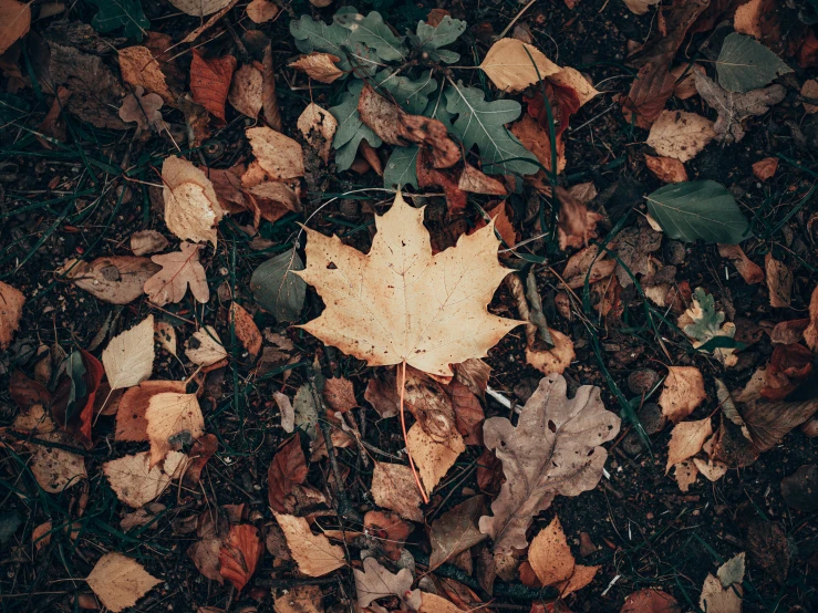 a leaf laying on the ground with leaves surrounding it