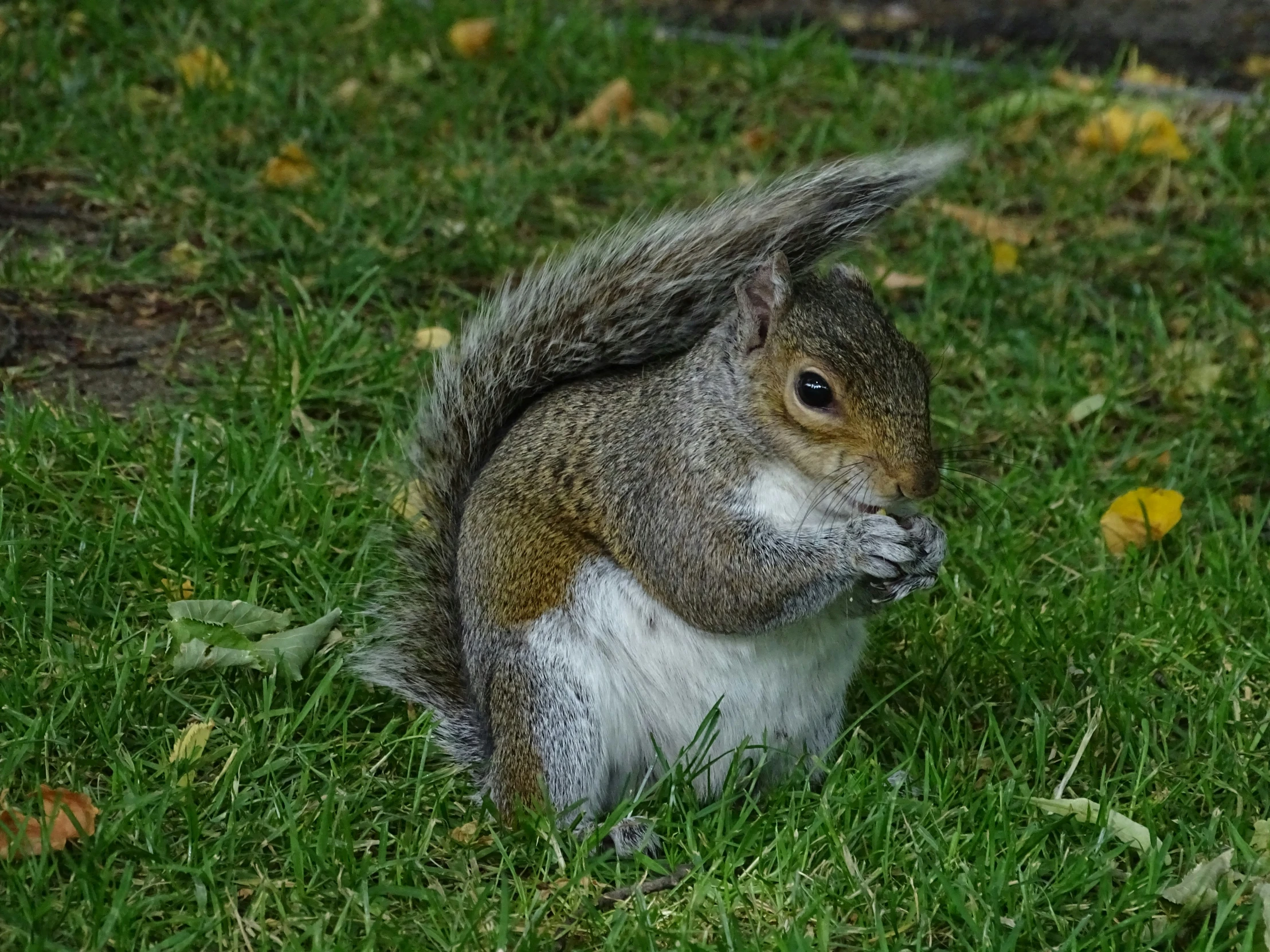 a grey squirrel sitting in the grass eating soing