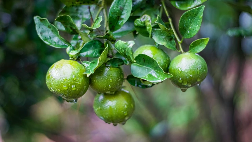 small green fruit hanging from a nch on a tree