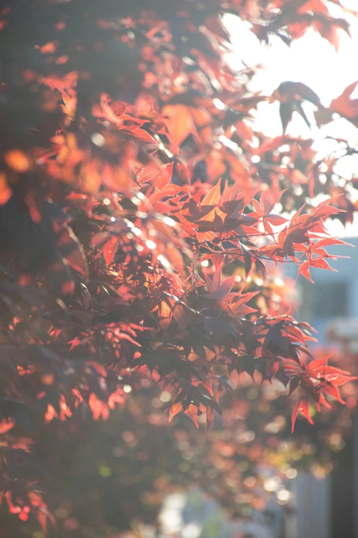 leaves on tree nch with building in background