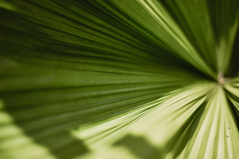 large leaf showing its structure, resembling leaves on a plant