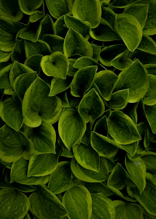 a close up image of leaves in the daytime