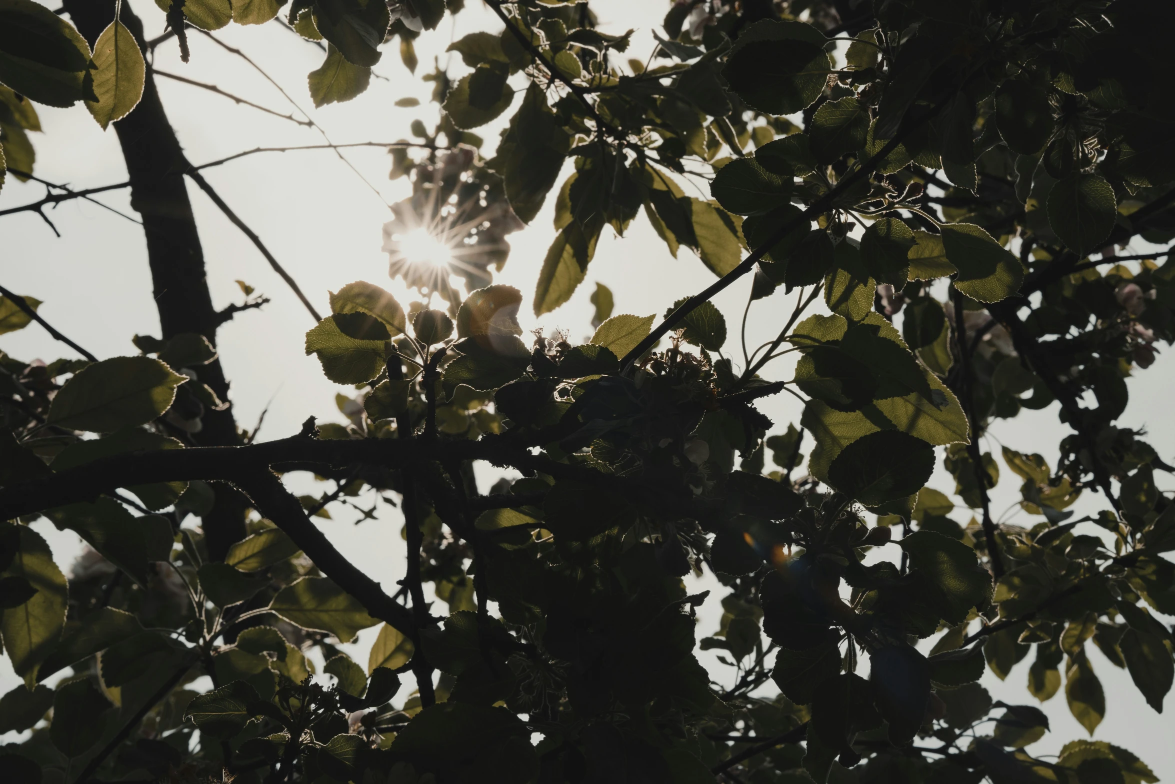 a tree that has many leaves and a bright sun shining through it