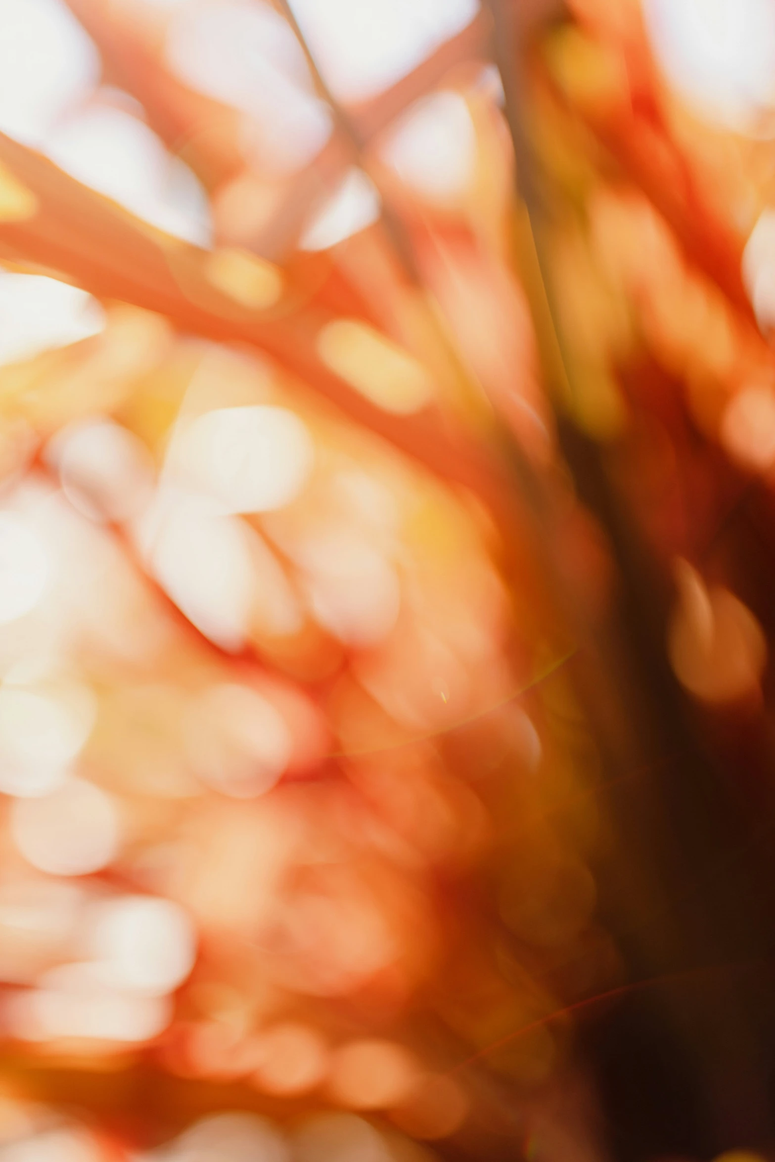 a blurry background of an orange and red tree