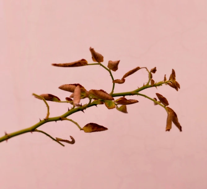 the nch of a flowering flower, with small buds on it