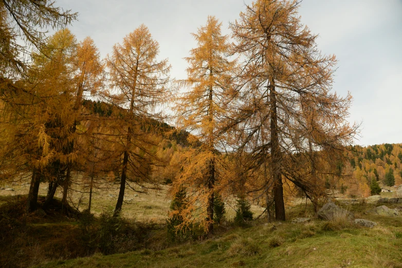 a lush, yellow forest filled with trees under a blue sky