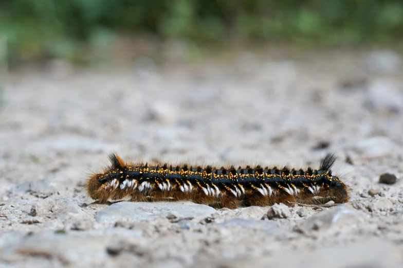 a brown and black caterpillar walking across a gravel road