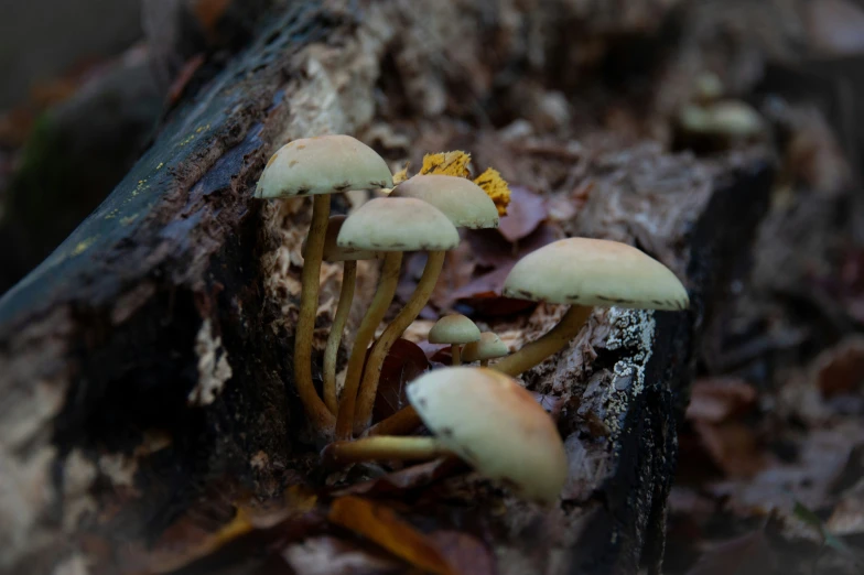 three white mushrooms growing from the bark of a tree