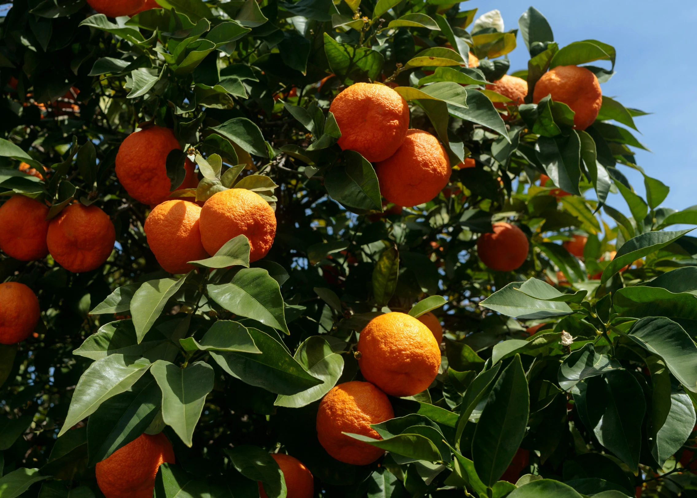 a tree that has many oranges on it