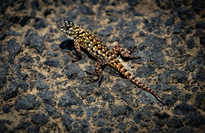 a close up of a lizard laying on a surface