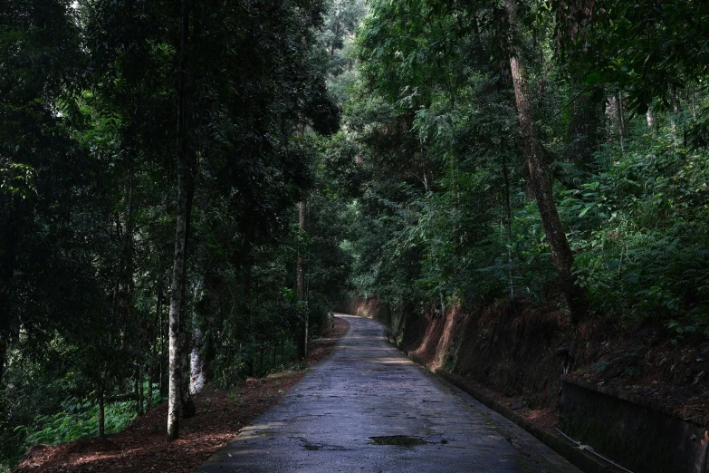 a narrow road in the middle of trees lined by concrete barriers