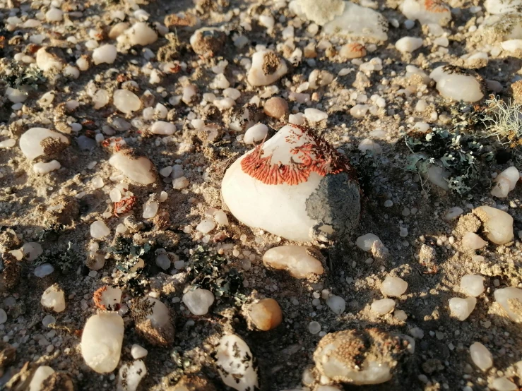 a sea sponge sits among rocks and stones