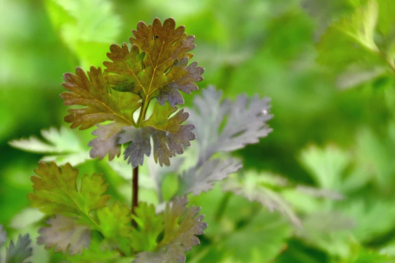 a green plant with brown and purple leaves