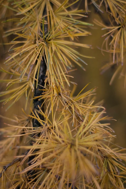 pine needles are the only things that can be seen on the needles