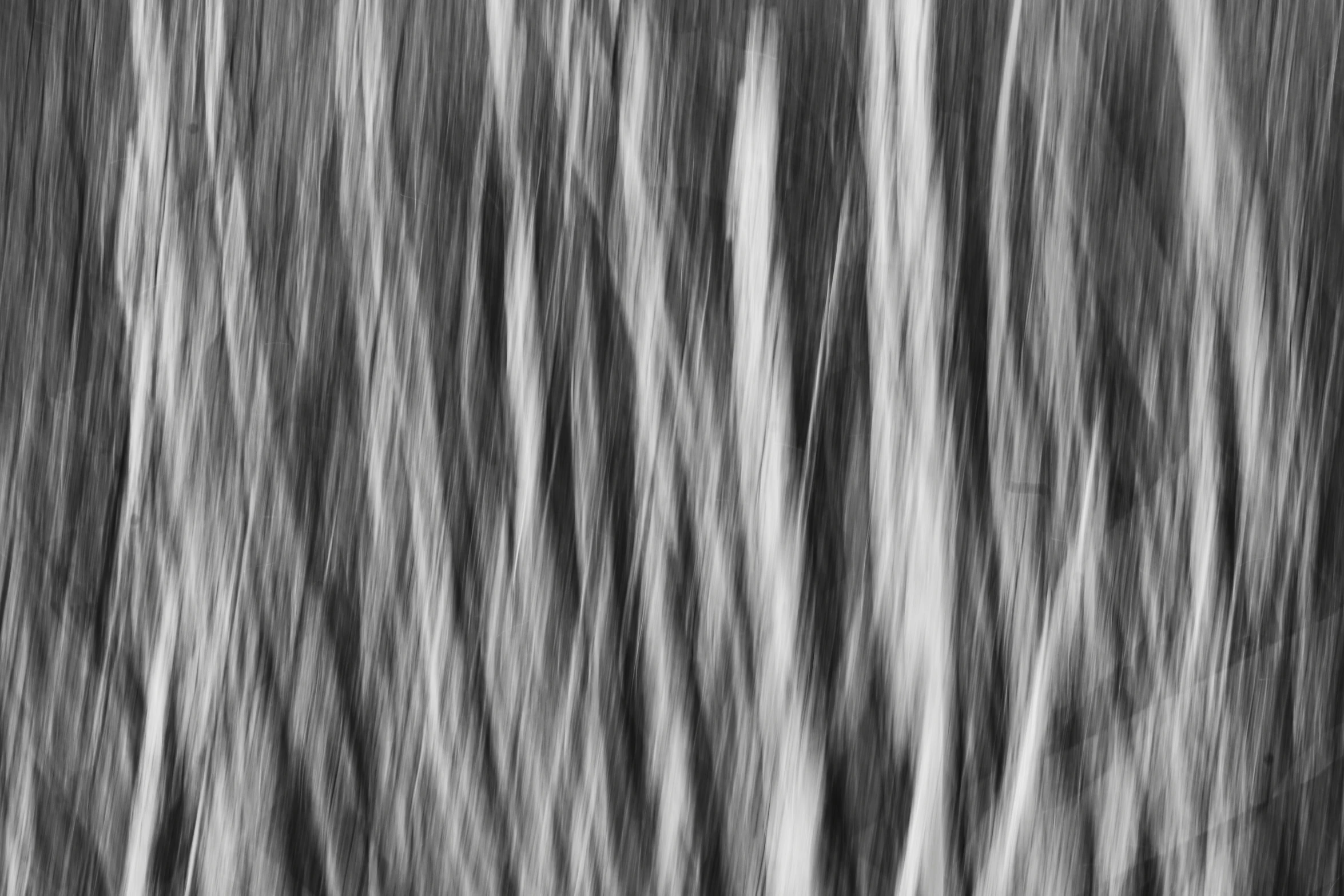 blurry po of trees in black and white