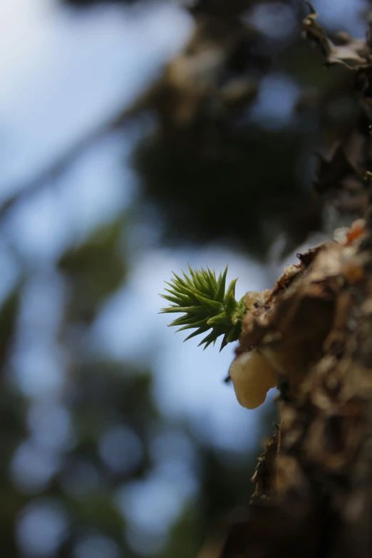 this is an image of a small plant growing from a tree