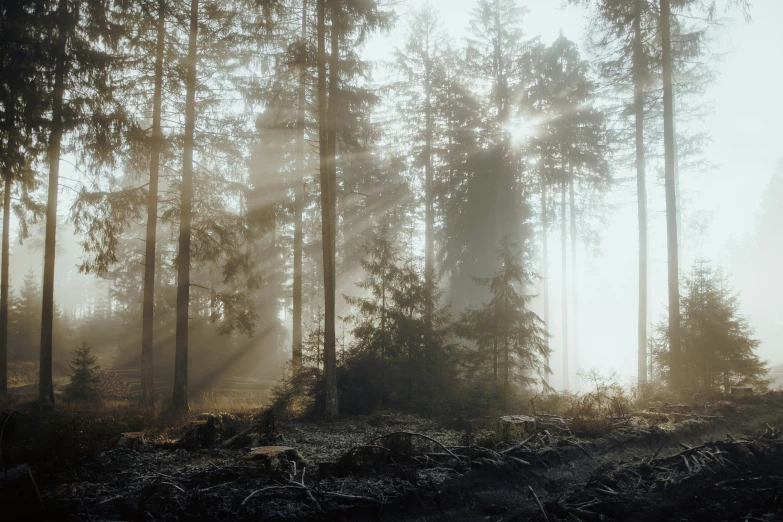 a dense forest has tall trees in it