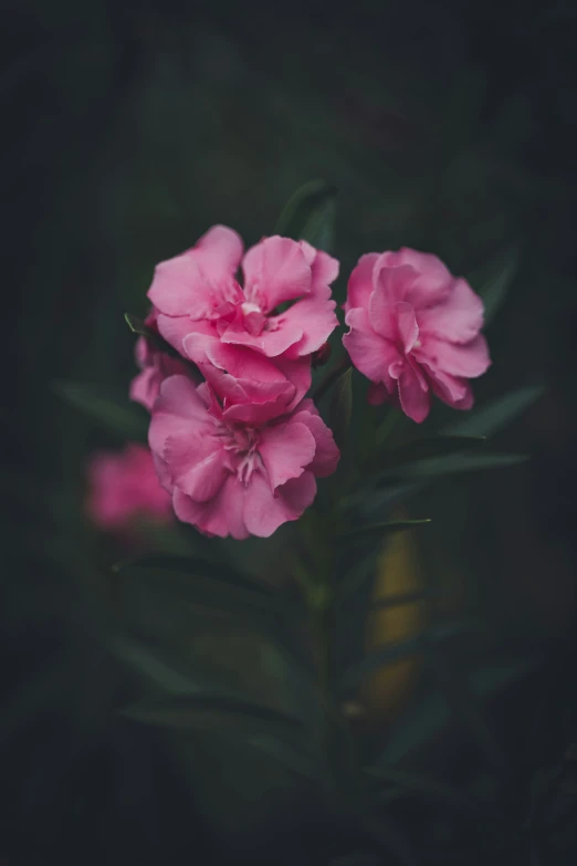 pink flowers in full bloom on a dark background