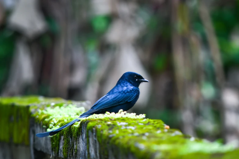 a small bird is sitting on a mossy wooden structure