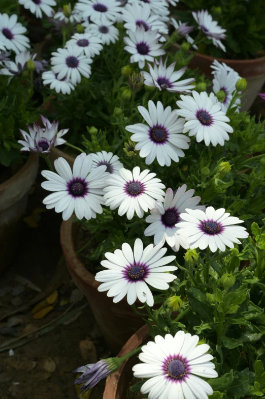 several purple and white flowers are in their planter