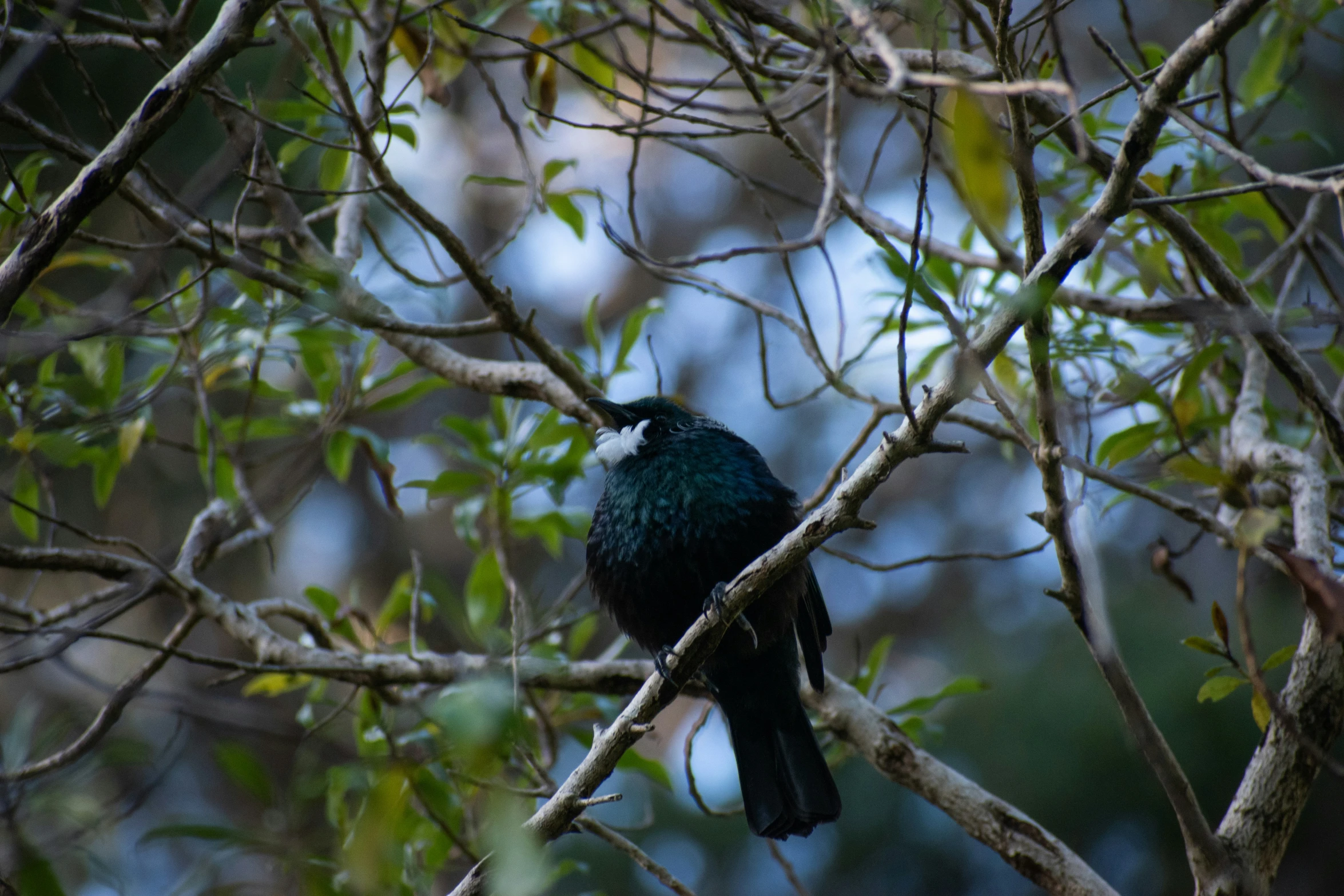 a bird sits on the nch of a tree