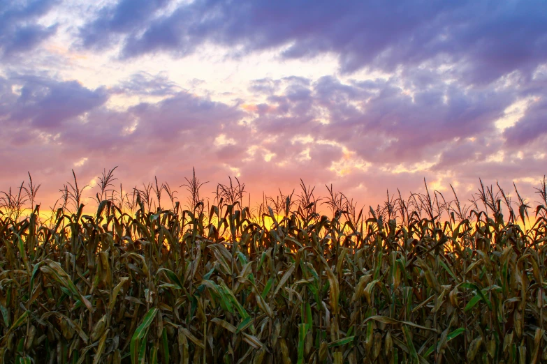 the sun shines through the clouds in a corn field