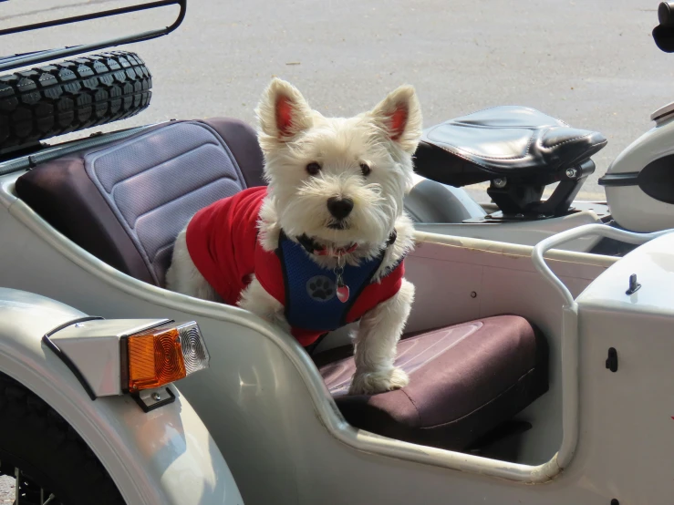 a dog sitting in the back seat of a motorcycle